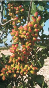 Agricultura impulsa el cultivo del pistacho en las zonas del interior de la Regin
