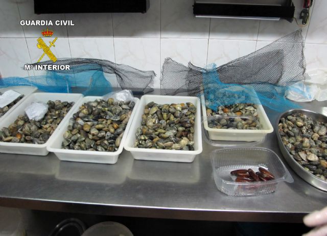 La Guardia Civil inmoviliza más de dos toneladas de pescado de procedencia ilícita - 1, Foto 1