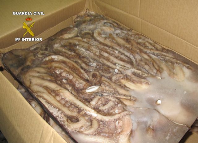 La Guardia Civil inmoviliza más de dos toneladas de pescado de procedencia ilícita - 3, Foto 3