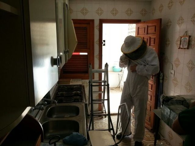 Protección Civil retira un enjambre en la cocina de una vivienda de la avenida Juan Carlos I, Foto 1