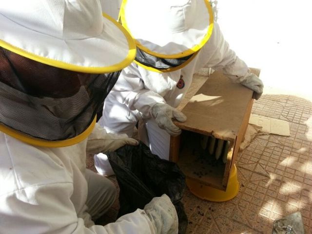 Removed a swarm Civil Protection in the kitchen of a house in Avenida Juan Carlos I, Foto 3