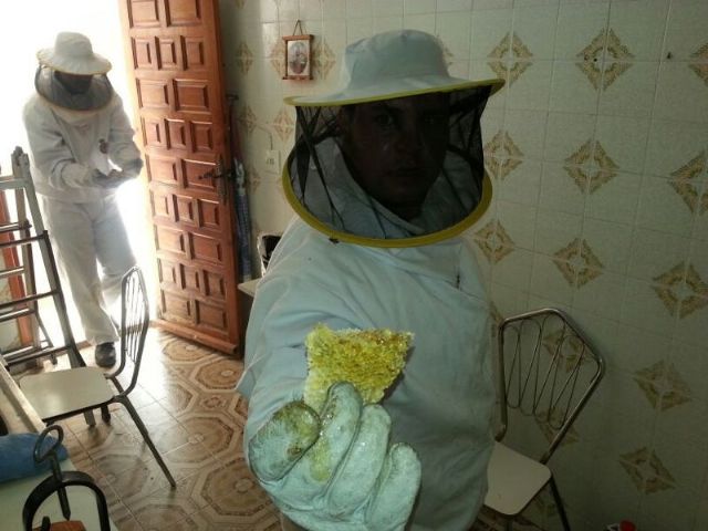 Removed a swarm Civil Protection in the kitchen of a house in Avenida Juan Carlos I, Foto 4