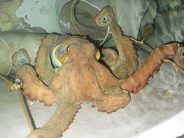 Agricultura da un gran paso en las investigaciones para conseguir una dieta formulada para el engorde de pulpo - 1, Foto 1