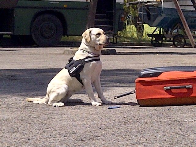 Un cabo de la Unidad Canina de la Policía Local de Totana participa como monitor en el I Curso de Guías Caninos de Perros Detectores de Drogas - 3, Foto 3
