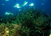 La Consejera de Presidencia pone en marcha la campaña de sensibilizacin sobre la planta marina Posidonia ocenica