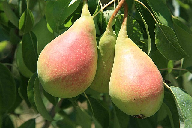 Agricultura continúa trabajando para mejorar el programa de control biológico de la pera de Jumilla - 1, Foto 1