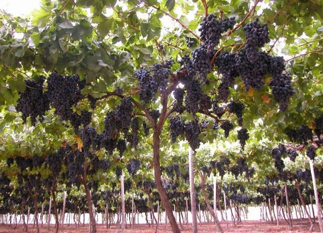 Agricultura estima un incremento en la cosecha de uva de mesa del 16 por ciento respecto al año anterior - 1, Foto 1