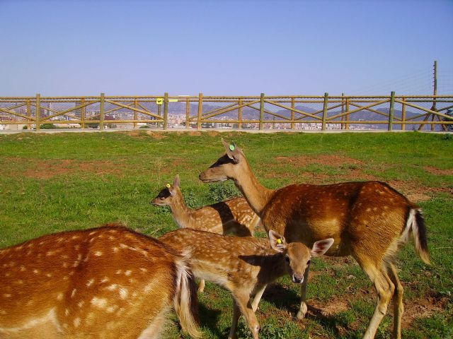 La colección de animales de Terra Natura Murcia se amplía con el nacimiento de tres crías de gamo - 1, Foto 1