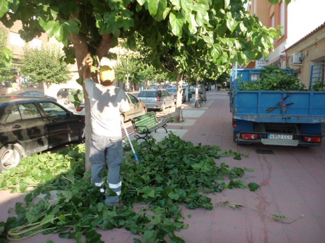 Realizan labores de acondicionamiento del arbolado en las principales avenidas y calles de Totana, Foto 1