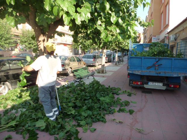 Realizan labores de acondicionamiento del arbolado en las principales avenidas y calles de Totana, Foto 2