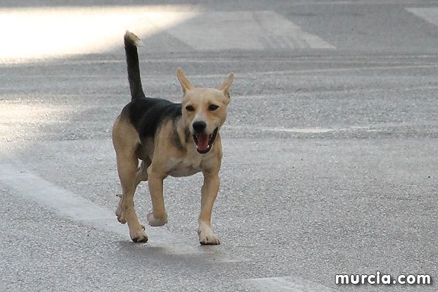 La concejalía de Salud Pública de Totana informa de la obligatoriedad de la vacunación antirrábica de perros, gatos y hurones, Foto 1