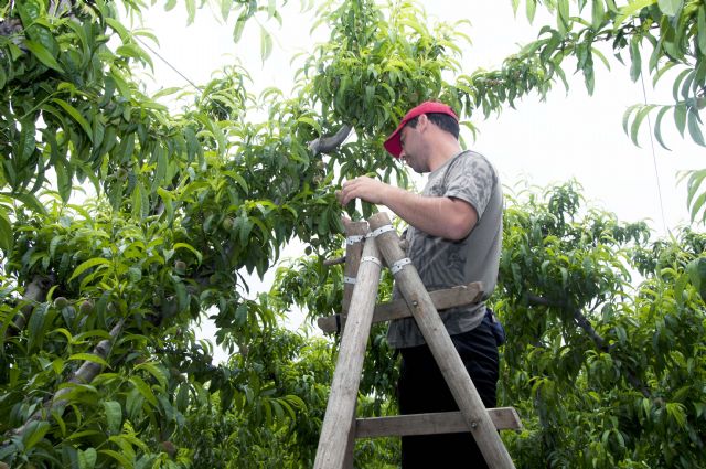 Fecoam propone una serie de medidas al Ministerio para mejorar el sistema de seguros para frutales - 1, Foto 1