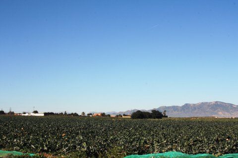 IU-Verdes presenta una moción al Pleno de julio para potenciar el Sector Agrario y Rural en Totana, Foto 1