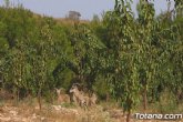 Agricultores, propietarios y vecinos de Sierra Espuña exigen al consejero de Medio Ambiente la desaparición del arruí