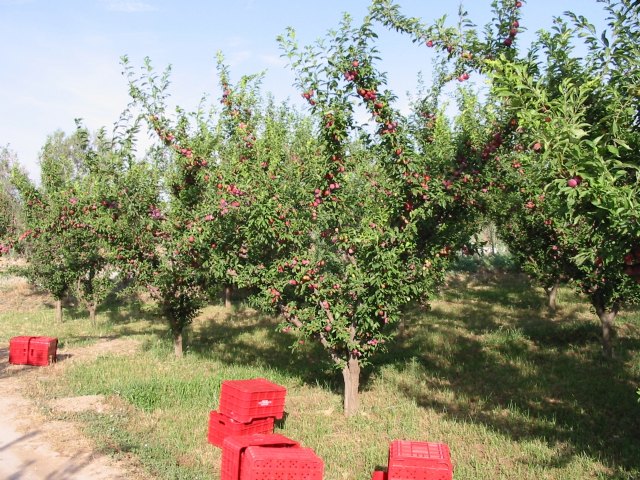 La imagen muestra una plantación de ciruelo ecológico en una finca experimental del IMIDA., Foto 1