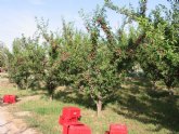 Atribuyen el xito del sector de frutales de la Regin a la continua innovacin varietal de las explotaciones