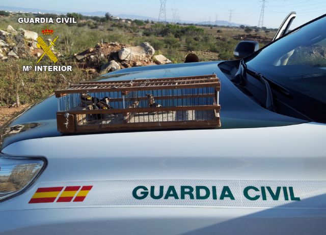 La Guardia Civil denuncia a varios furtivos por captura ilegal de  aves fringílidas - 1, Foto 1
