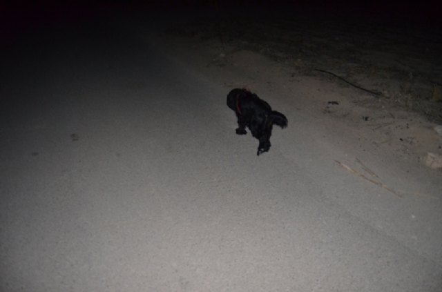 La II Marcha Nocturna por El Raiguero Bajo tuvo lugar el pasado sbado - 18