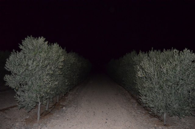 La II Marcha Nocturna por El Raiguero Bajo tuvo lugar el pasado sbado - 32