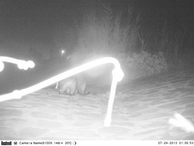 La CHS confirma la presencia de una nutria en el río Segura junto a la ciudad de Murcia - 1, Foto 1