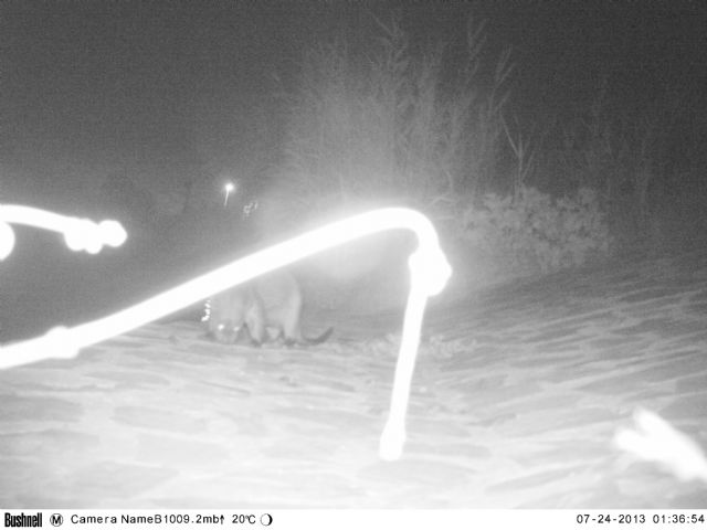 La CHS confirma la presencia de una nutria en el río Segura junto a la ciudad de Murcia - 2, Foto 2