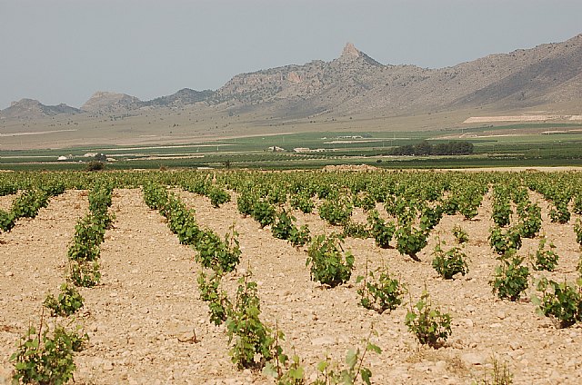 Agricultura experimenta con éxito la extracción de compuestos fenólicos y aromáticos en la elaboración de vinos tintos - 1, Foto 1