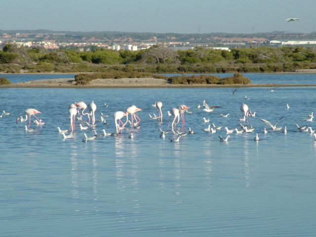 Turismo organiza la primera ruta ornitológica en el parque regional Salinas y Arenales de San Pedro - 1, Foto 1