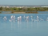Turismo organiza la primera ruta ornitológica en el parque regional Salinas y Arenales de San Pedro