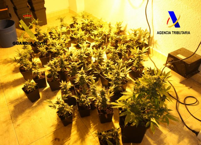 Guardia Civil y Servicio de Vigilancia Aduanera desmantelan dos invernaderos clandestinos para el cultivo y distribución de marihuana - 1, Foto 1