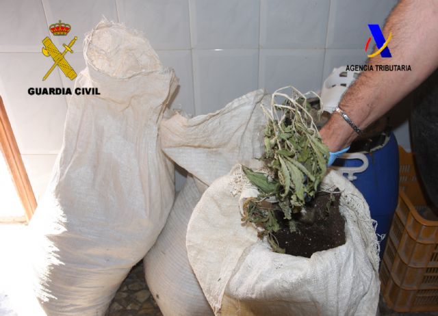 Guardia Civil y Servicio de Vigilancia Aduanera desmantelan dos invernaderos clandestinos para el cultivo y distribución de marihuana - 3, Foto 3