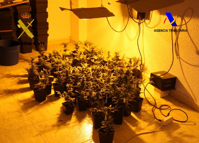Guardia Civil y Servicio de Vigilancia Aduanera desmantelan dos invernaderos clandestinos para el cultivo y distribución de marihuana - 5, Foto 5