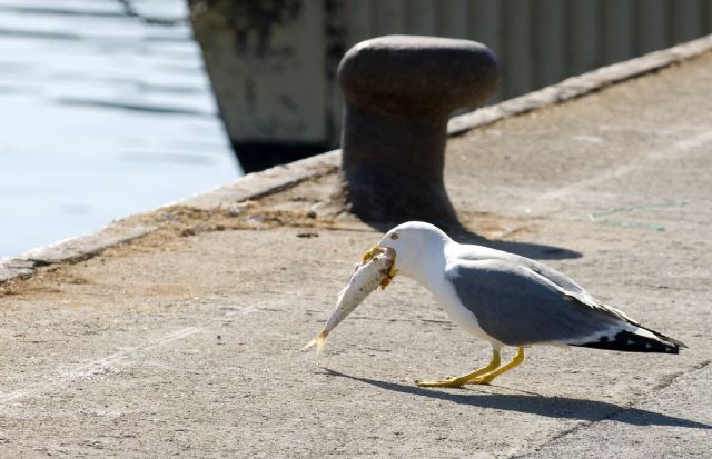 810 gaviotas menos en los últimos cuatro años en los cielos de Cartagena - 1, Foto 1