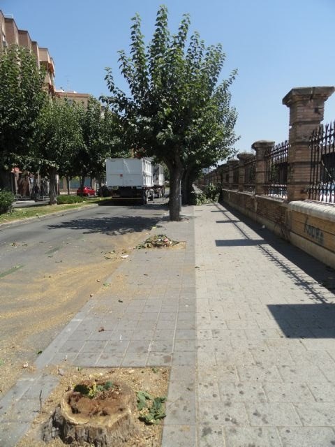 Los socialistas del Barrio del Carmen denuncian la tala de 60 árboles en pleno mes de agosto sin avisar a los vecinos - 1, Foto 1
