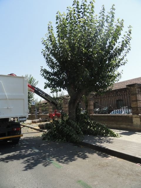 Los socialistas del Barrio del Carmen denuncian la tala de 60 árboles en pleno mes de agosto sin avisar a los vecinos - 2, Foto 2
