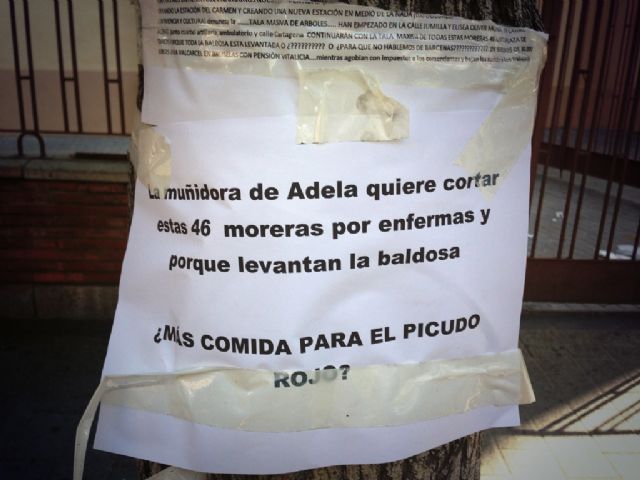 El Grupo Socialista exige al alcalde Cámara que ordene urgentemente la detención de la tala masiva - 1, Foto 1