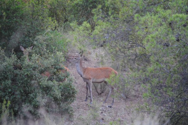 Montes pide a Medio Natural más vigilancia debido a la presencia de cazadores furtivos en Cehegín - 1, Foto 1