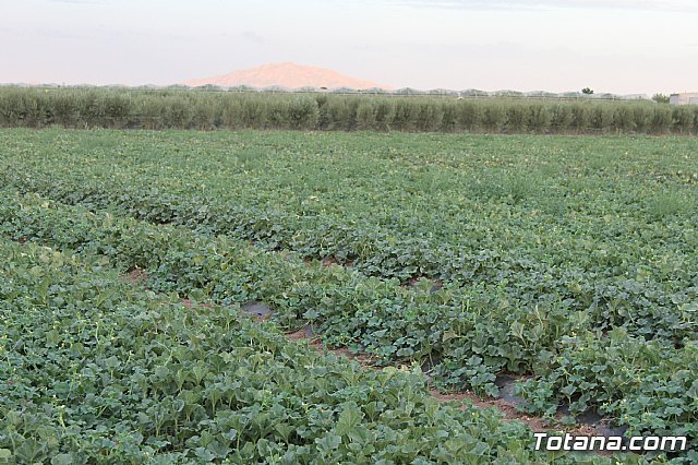 Denuncian que el PP multa por regar cultivos de más de 100 años, Foto 1