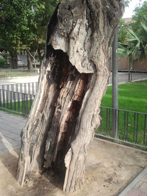 Iu-verdes duda de los criterios para la tala de árboles - 1, Foto 1