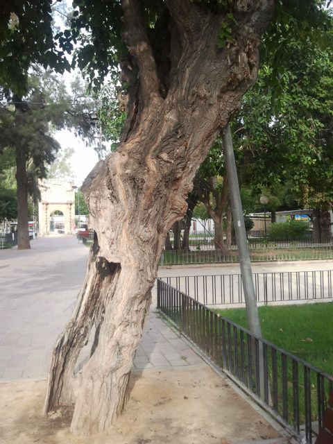 Iu-verdes duda de los criterios para la tala de árboles - 2, Foto 2