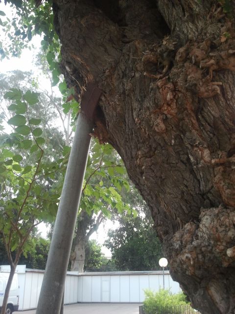 Iu-verdes duda de los criterios para la tala de árboles - 3, Foto 3