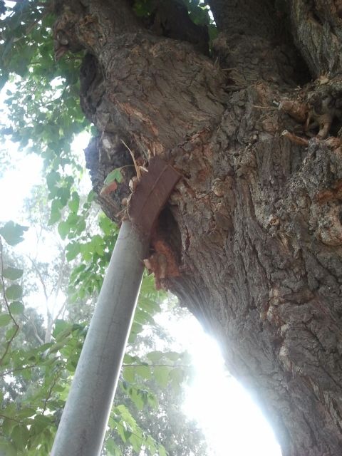 Iu-verdes duda de los criterios para la tala de árboles - 4, Foto 4