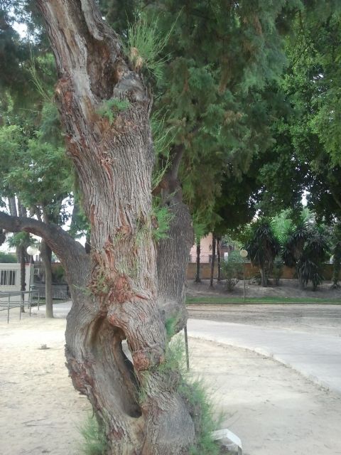 Iu-verdes duda de los criterios para la tala de árboles - 5, Foto 5