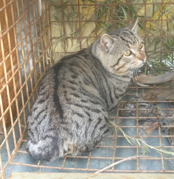 La Comunidad libera un gato montés en Mula tras permanecer en el Centro de Recuperación de Fauna Silvestre - 1, Foto 1