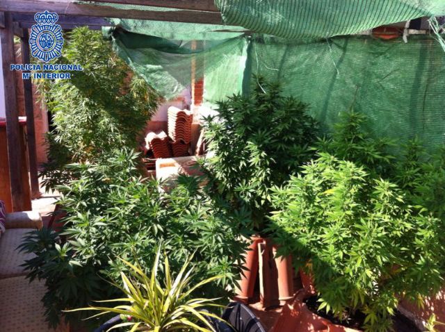 La Policía Nacional desmantela tres plantaciones de marihuana, en domicilios de Murcia capital y en las pedanías de Guadalupe y Puente Tocinos - 1, Foto 1