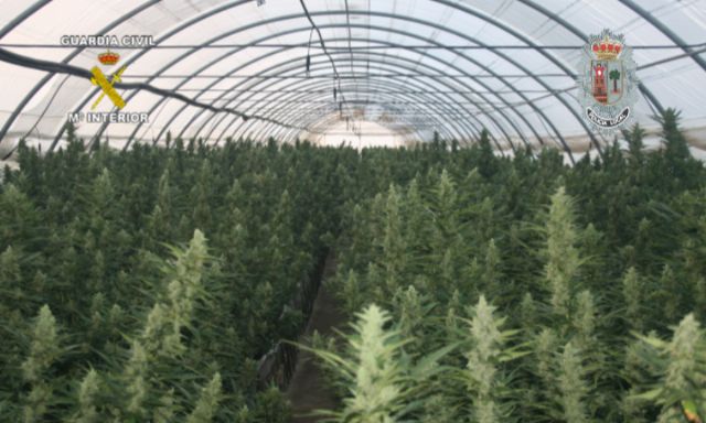 Realizada la mayor incautación de plantas de marihuana en España hasta la fecha - 2, Foto 2