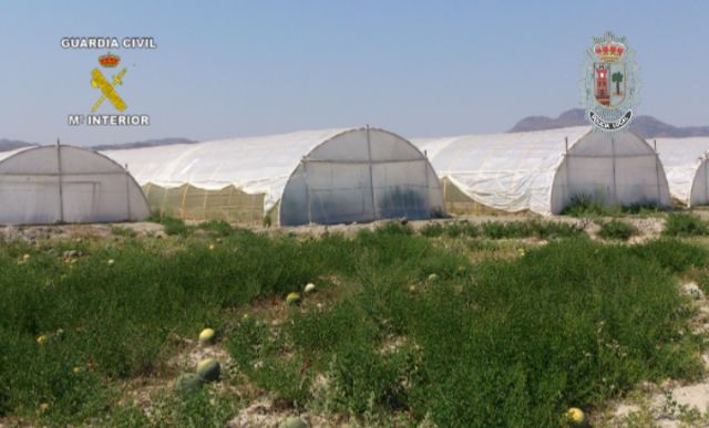 Realizada la mayor incautación de plantas de marihuana en España hasta la fecha - 3, Foto 3