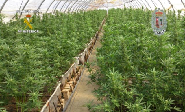 Realizada la mayor incautación de plantas de marihuana en España hasta la fecha - 4, Foto 4
