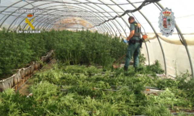 Realizada la mayor incautación de plantas de marihuana en España hasta la fecha - 5, Foto 5