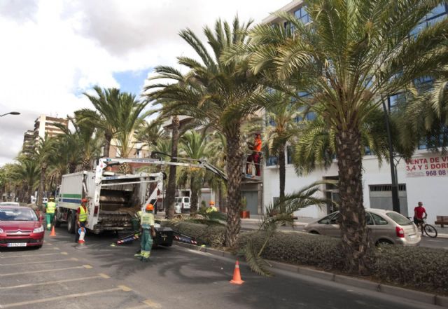 Quitan las ramas bajas y los dátiles de las palmeras de la calle Real para evitar molestias - 1, Foto 1