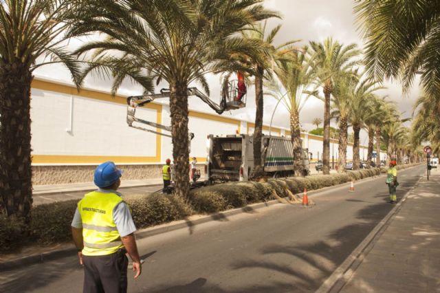 Quitan las ramas bajas y los dátiles de las palmeras de la calle Real para evitar molestias - 2, Foto 2